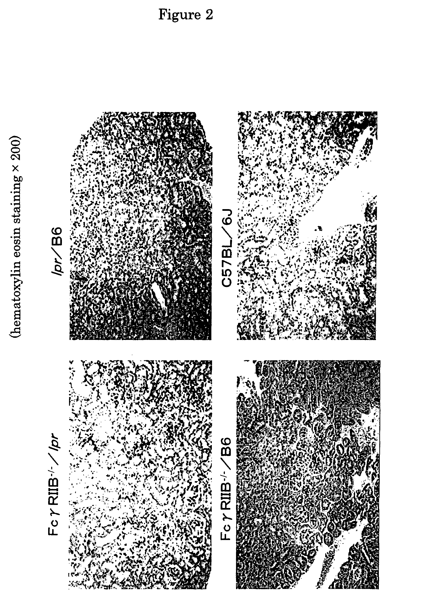 Non-human animal model of systemic lupus erythematosus