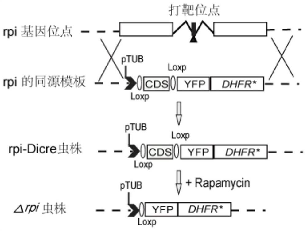 Toxoplasma gondii ribulose-5-phosphate isomerase TgRPI gene edited strain and application thereof