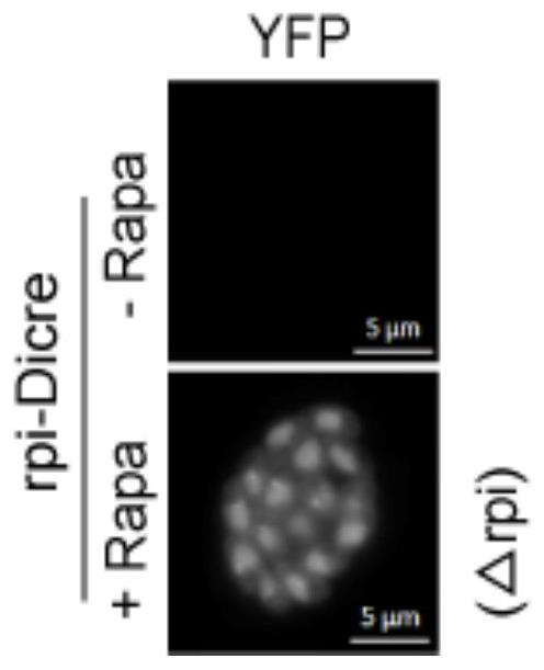 Toxoplasma gondii ribulose-5-phosphate isomerase TgRPI gene edited strain and application thereof