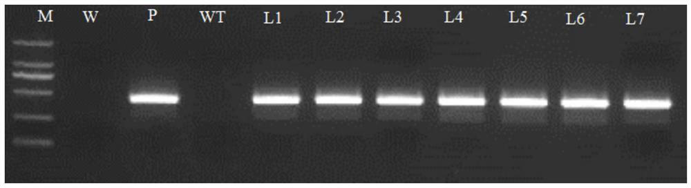 Sweet potato stem nematode resistance related protein IbPIF1 as well as coding gene and application thereof