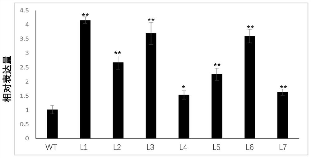 Sweet potato stem nematode resistance related protein IbPIF1 as well as coding gene and application thereof