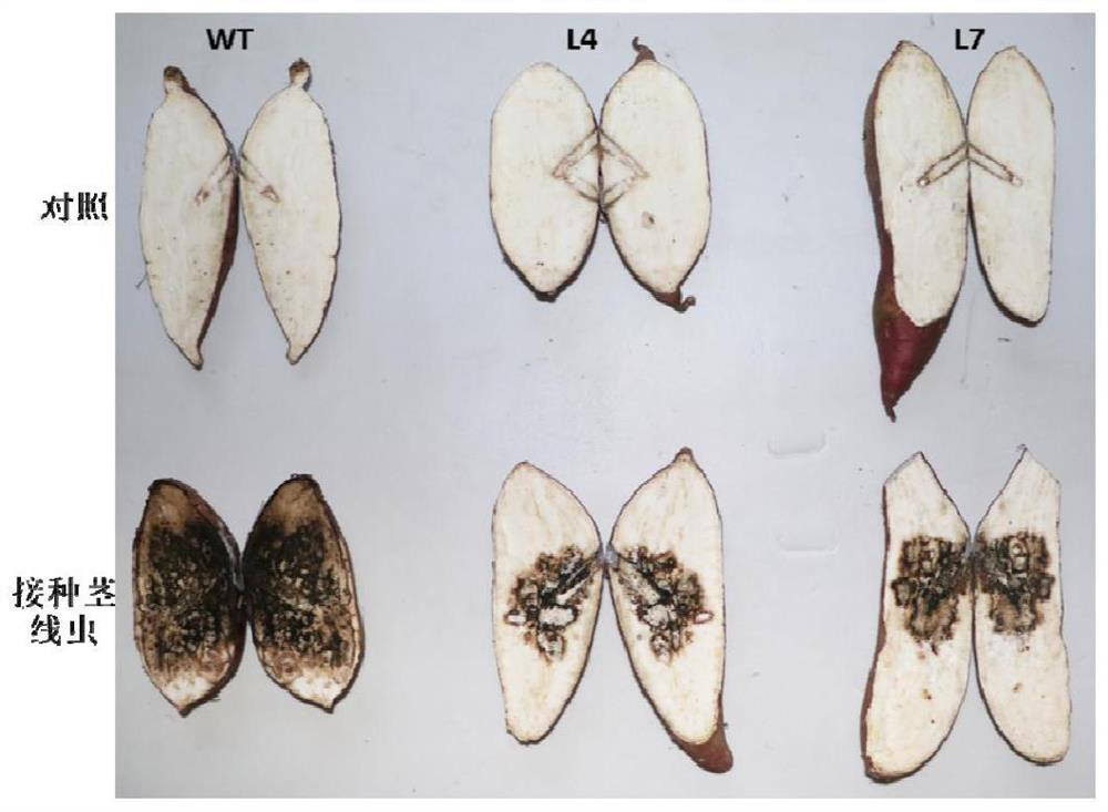 Sweet potato stem nematode resistance related protein IbPIF1 as well as coding gene and application thereof