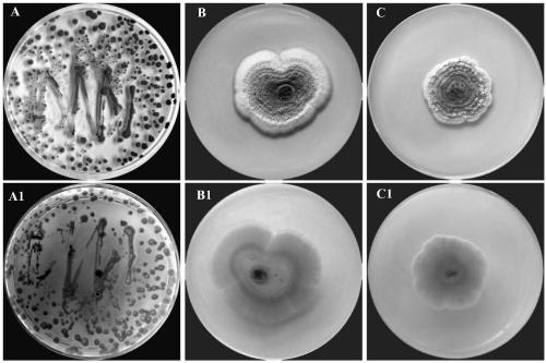 Penicillium dermatophilum and application thereof