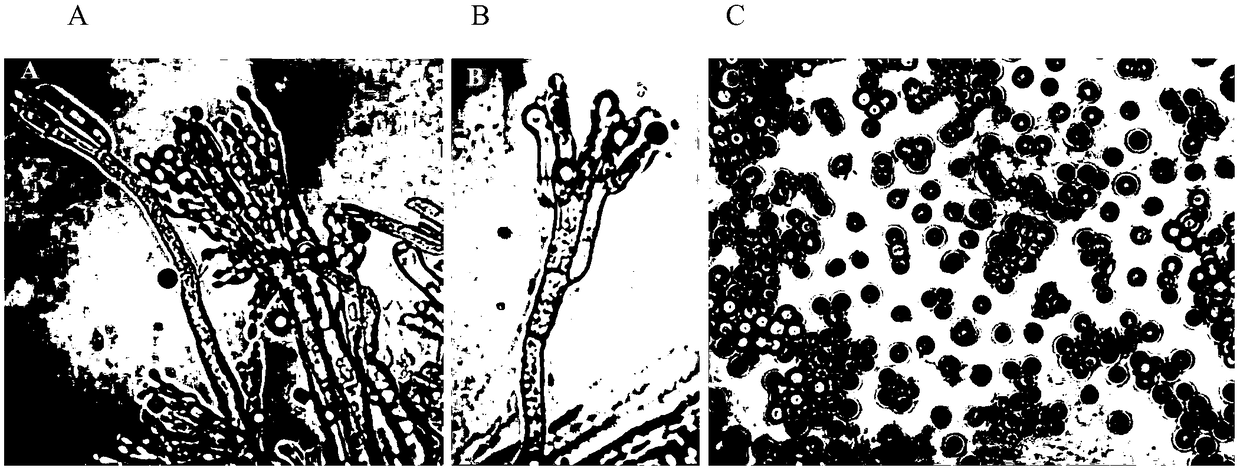 Penicillium dermatophilum and application thereof