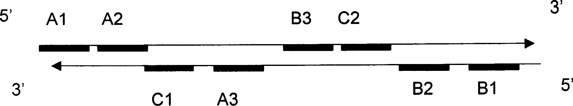 Beef embryo sex simple identification method