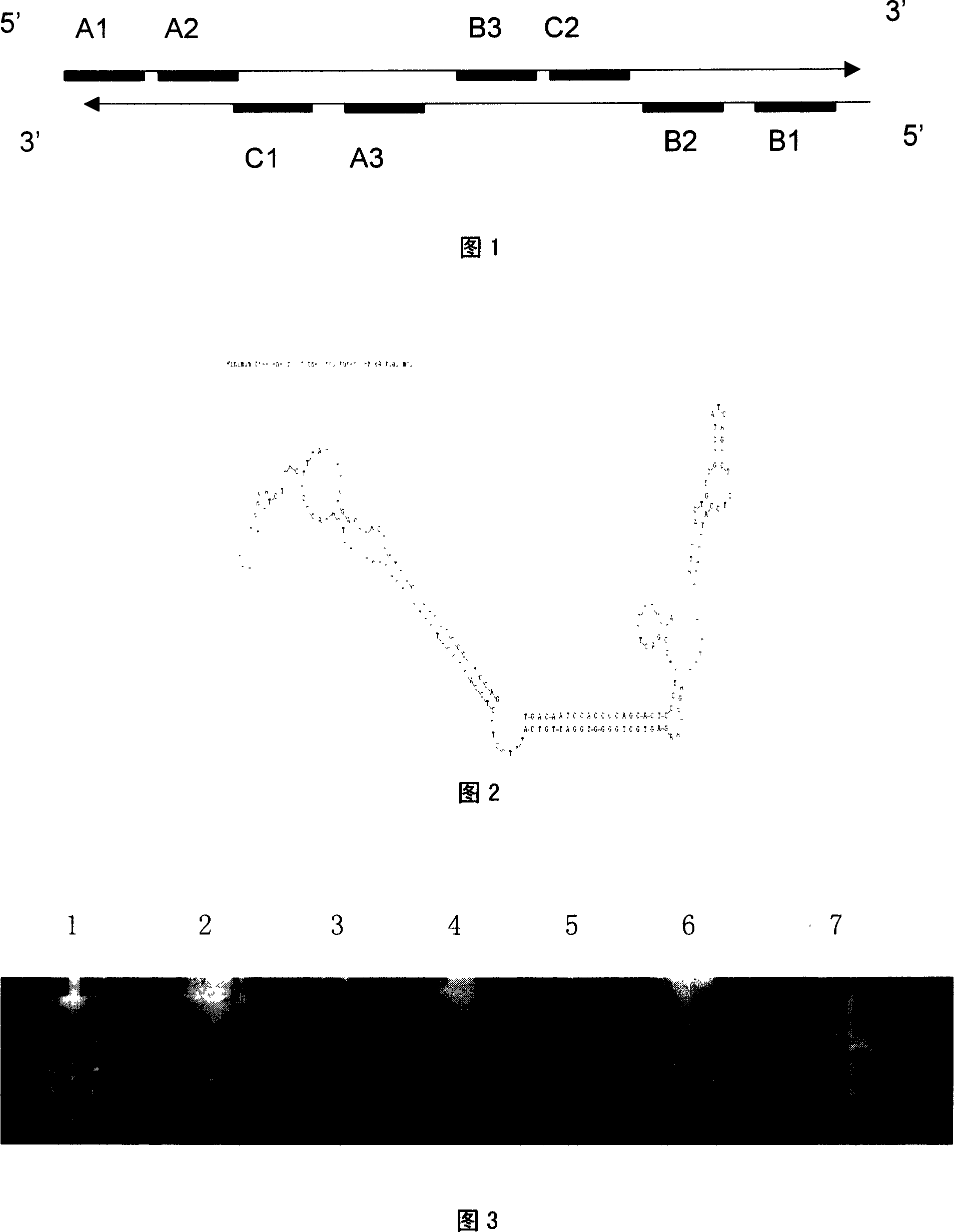 Beef embryo sex simple identification method