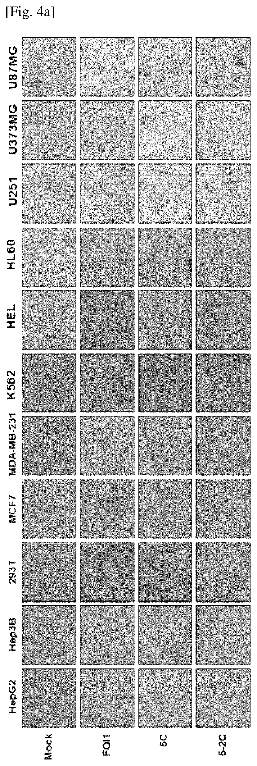 Peptide having anticancer activity, and pharmaceutical composition and dietary supplement composition for preventing and treating cancer, both of which contain same as active ingredient