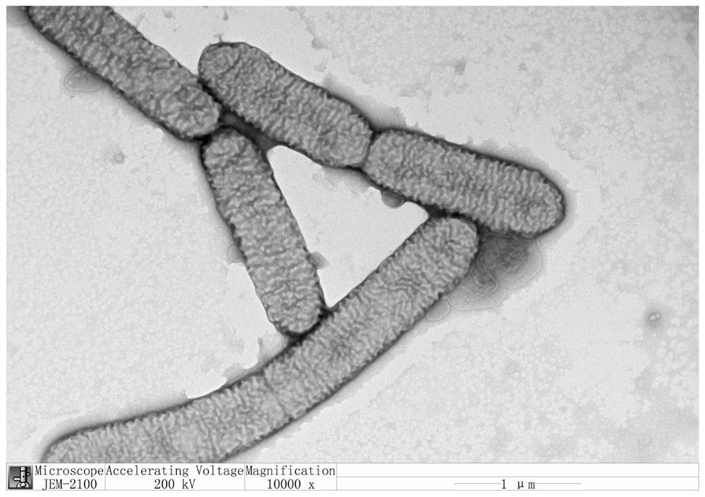 A fermented carbonized walnut shell particle and its preparation method and application