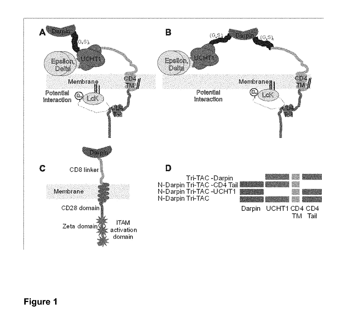 Trifunctional T cell-antigen coupler and methods and uses thereof