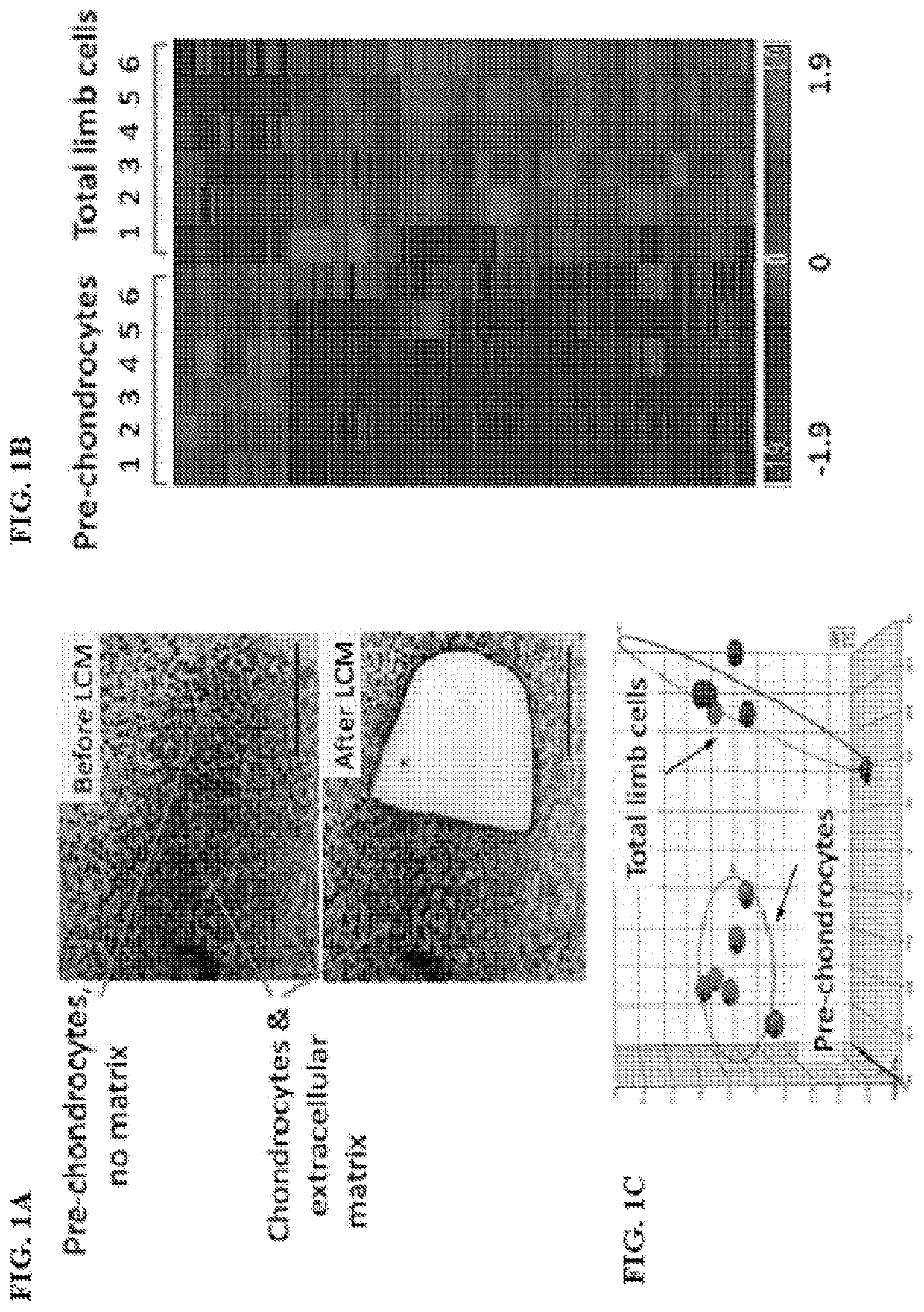 Small molecules that enable cartilage rejuvenation