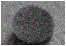 Anti-bacterial and anti-inflammatory natural biological material and application thereof