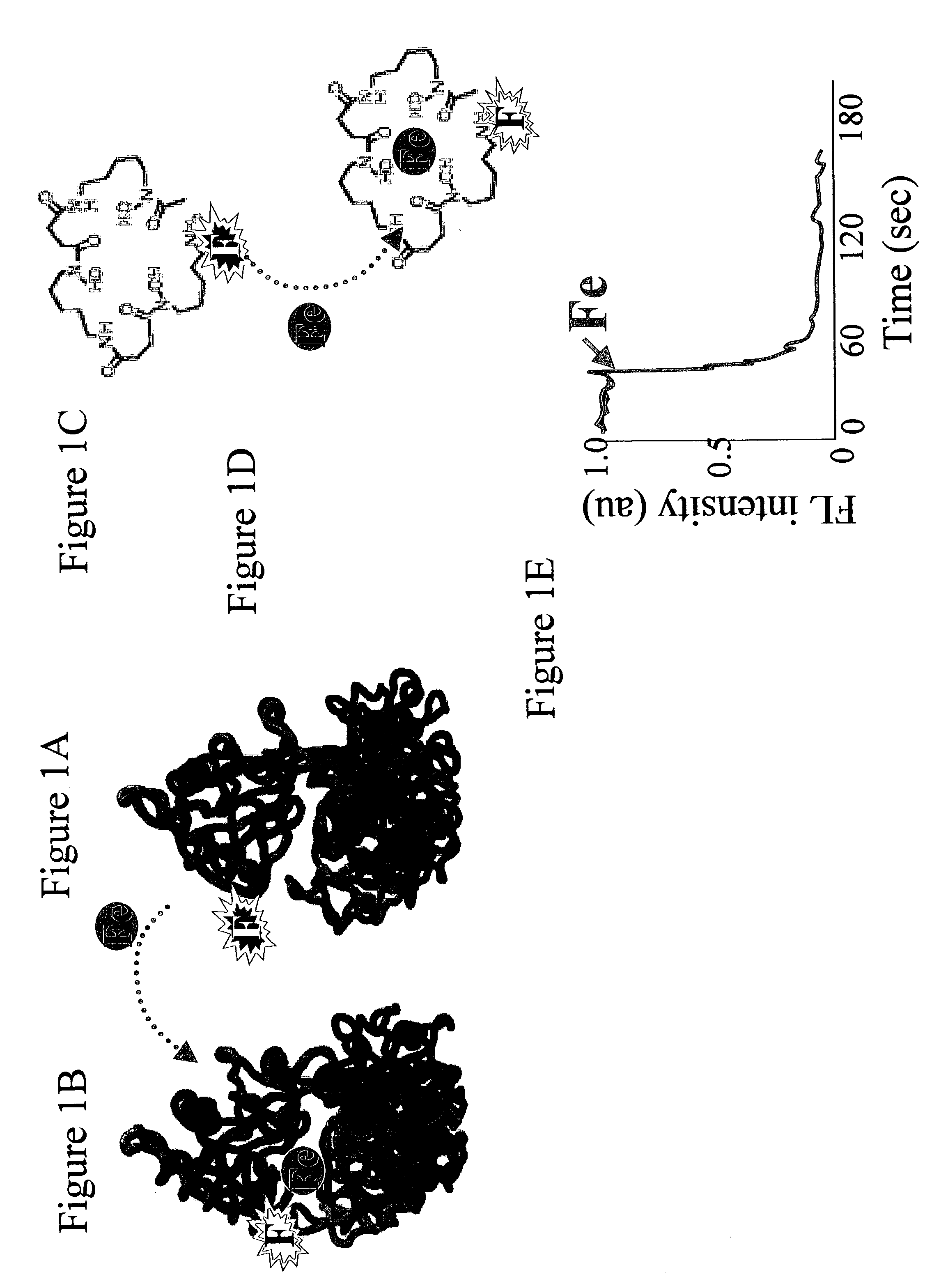 Molecules and methods using same for measuring non-transferrin bound iron