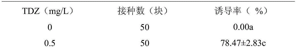 Method for promoting Anji white tea callus proliferation and improving tea polyphenol content in Anji white tea calluses