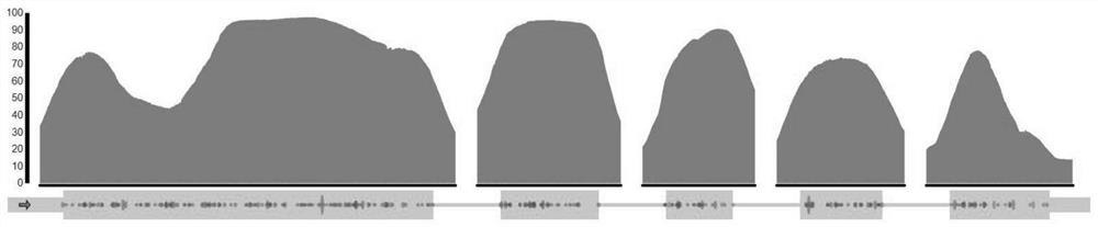 A kind of sgRNA guide sequence and its application of specific targeting mouse tyr gene