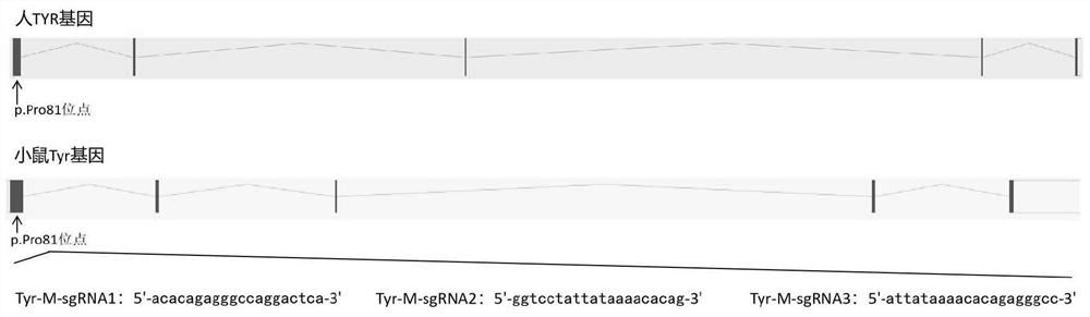 A kind of sgRNA guide sequence and its application of specific targeting mouse tyr gene