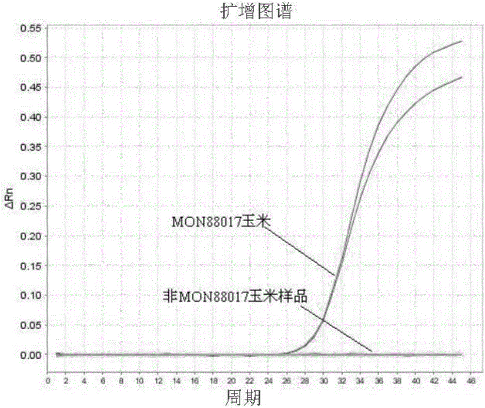 Primer group and probe for building specific quantitative PCR (polymerase chain reaction) precise detection by transgenic maize MON88017 and method thereof