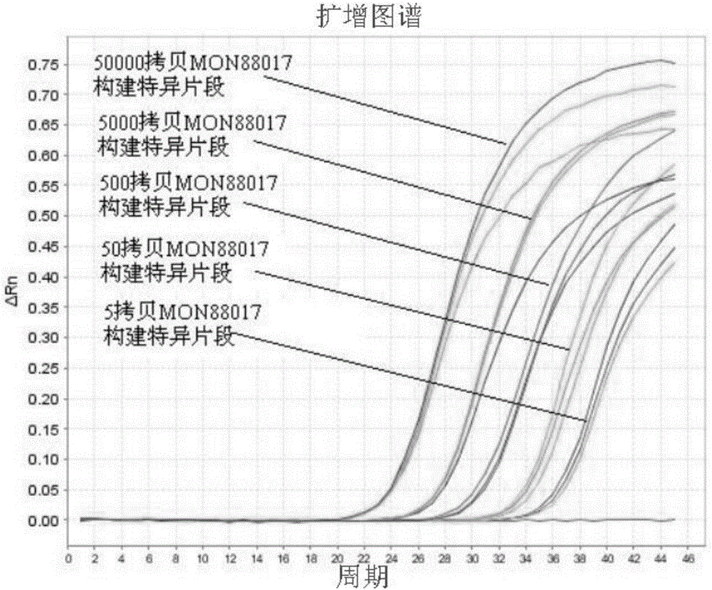 Primer group and probe for building specific quantitative PCR (polymerase chain reaction) precise detection by transgenic maize MON88017 and method thereof