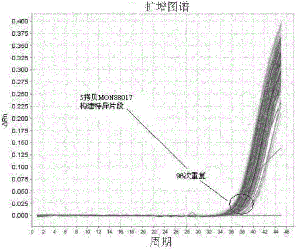 Primer group and probe for building specific quantitative PCR (polymerase chain reaction) precise detection by transgenic maize MON88017 and method thereof