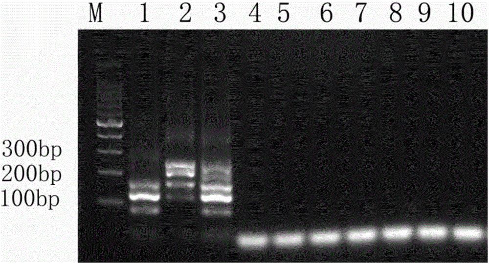 Primer combination for identifying foot-and-mouth disease virus and vesicular stomatitis virus and application thereof