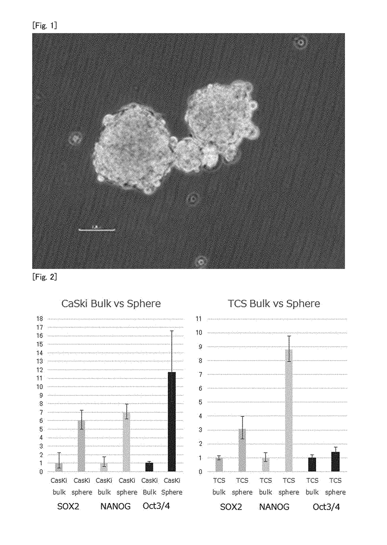 Tumor antigen peptide