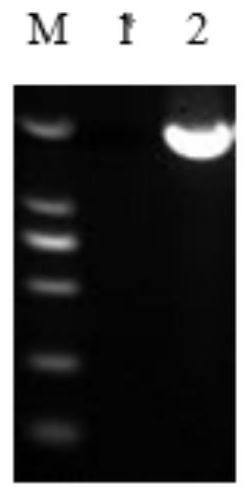 A kind of Enterococcus faecium xc2 producing antibacterial substances and its screening method and application