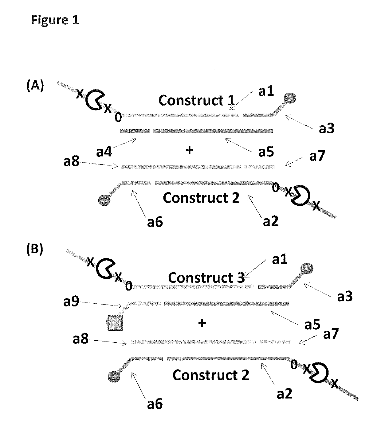 Method for characterising a double stranded nucleic acid using a nano-pore and anchor molecules at both ends of said nucleic acid