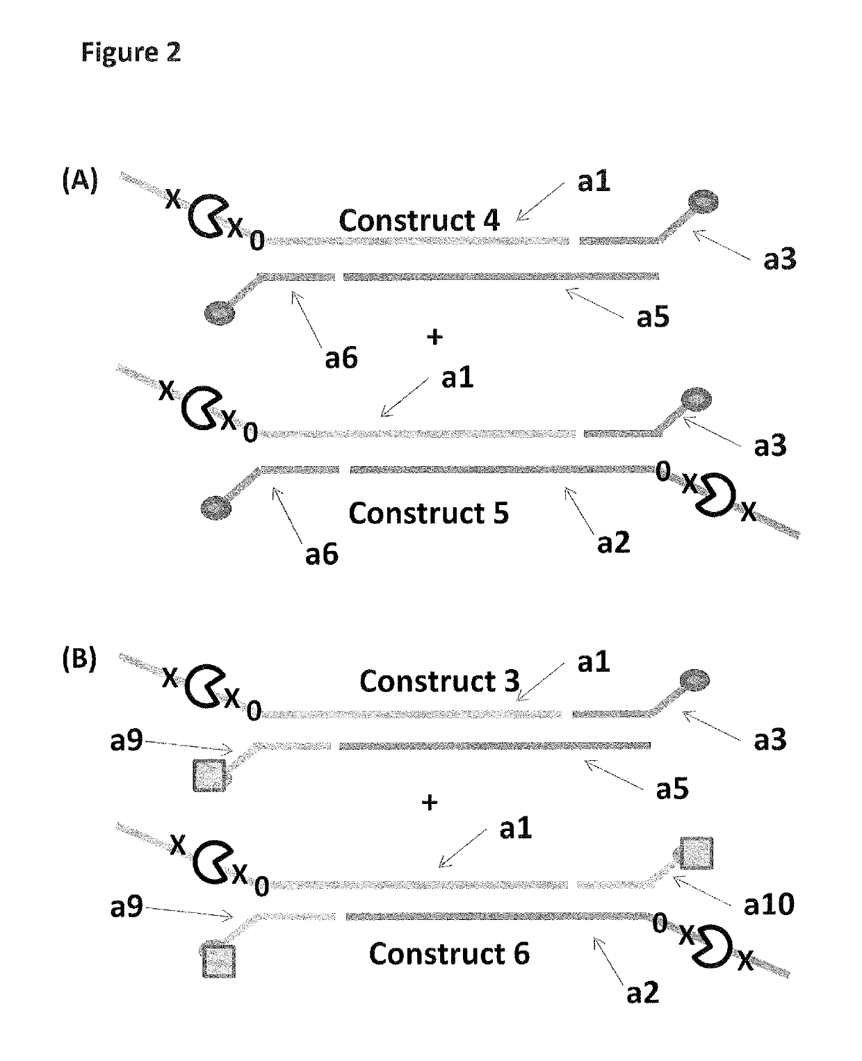 Method for characterising a double stranded nucleic acid using a nano-pore and anchor molecules at both ends of said nucleic acid