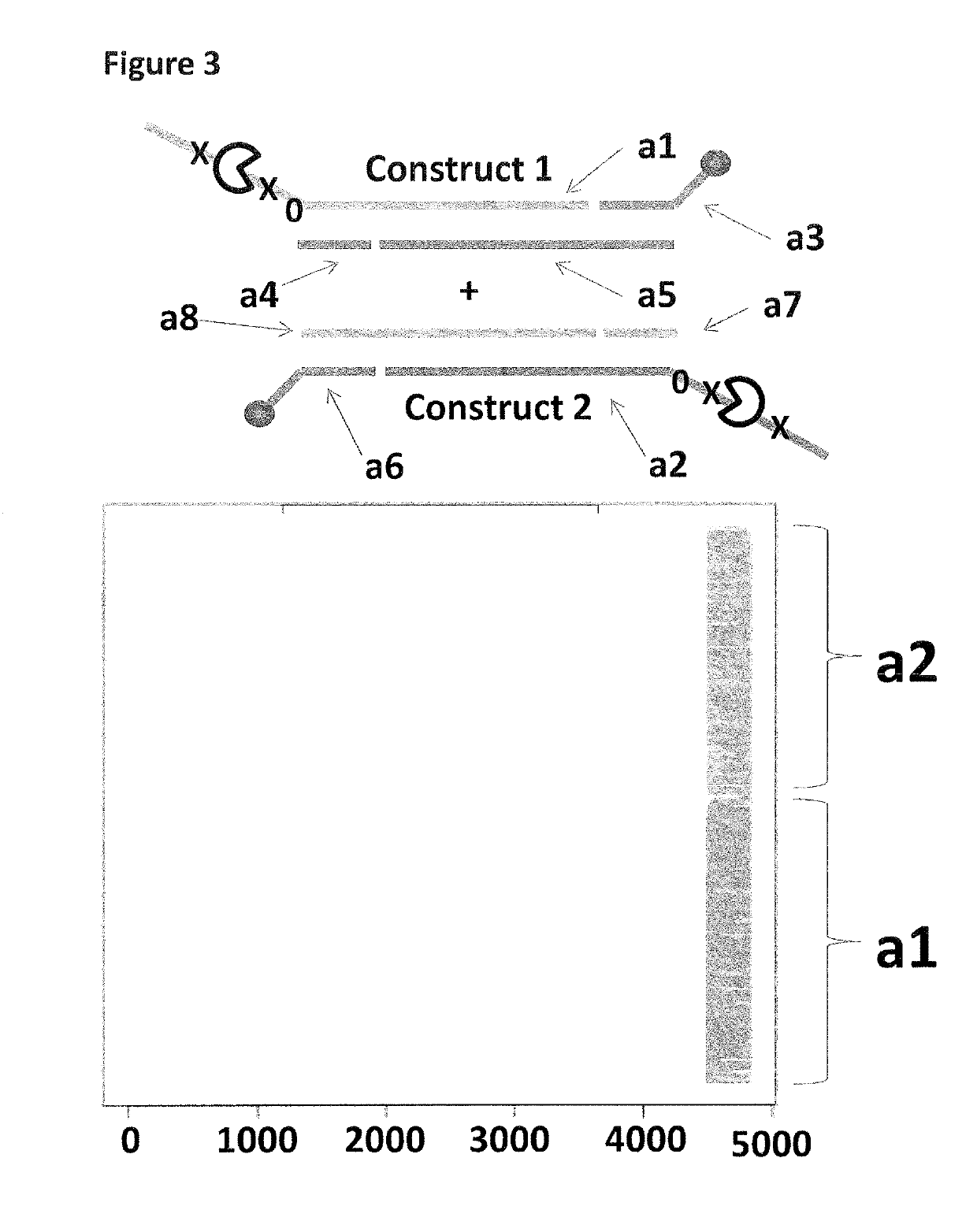 Method for characterising a double stranded nucleic acid using a nano-pore and anchor molecules at both ends of said nucleic acid