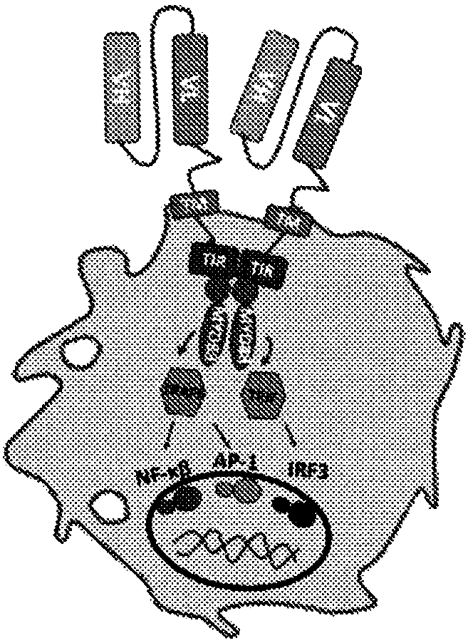 Macrophage CAR (MOTO-CAR) in imunotherapy