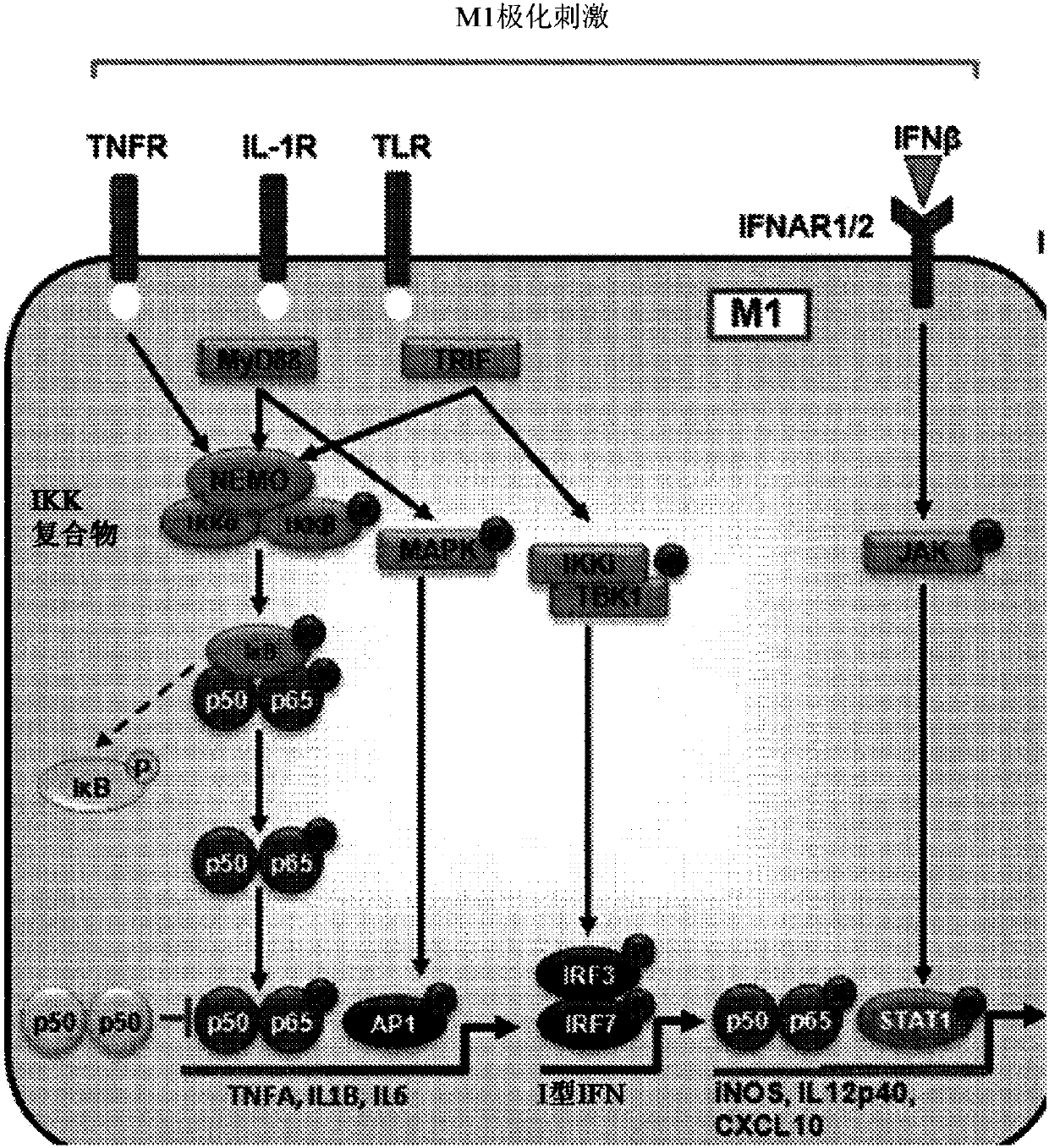 Macrophage CAR (MOTO-CAR) in imunotherapy