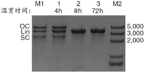 Compositions and methods for gene editing