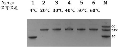 Compositions and methods for gene editing