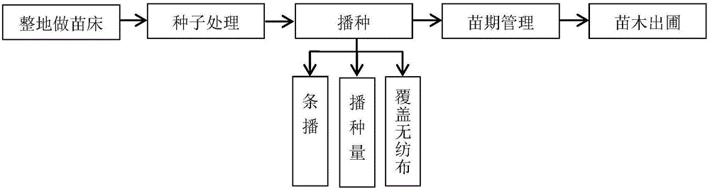 Method for efficient sowing and seedling raising of Black Chinese wolfberry in desert region