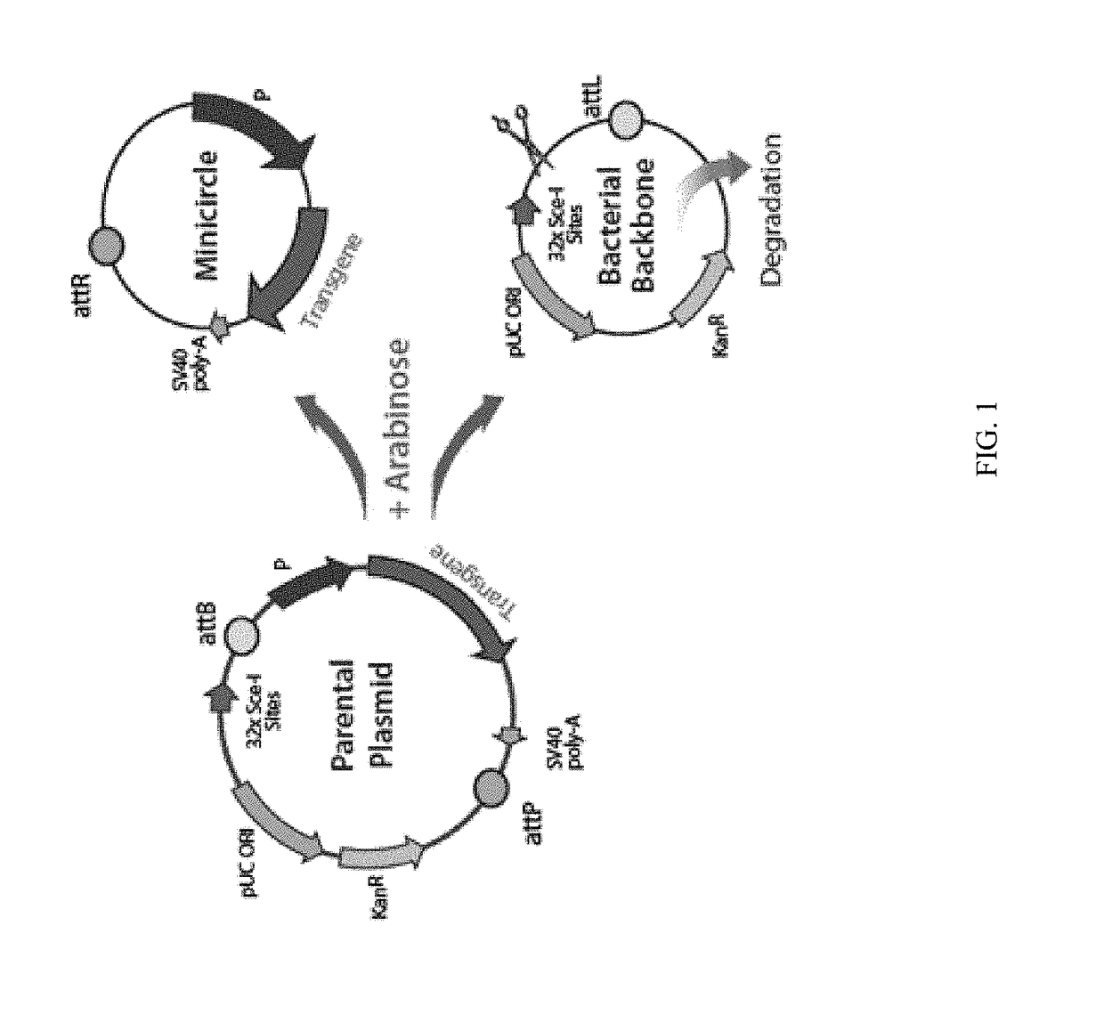 Mini-intronic plasmid DNA vaccines in combination with LAG3 blockade