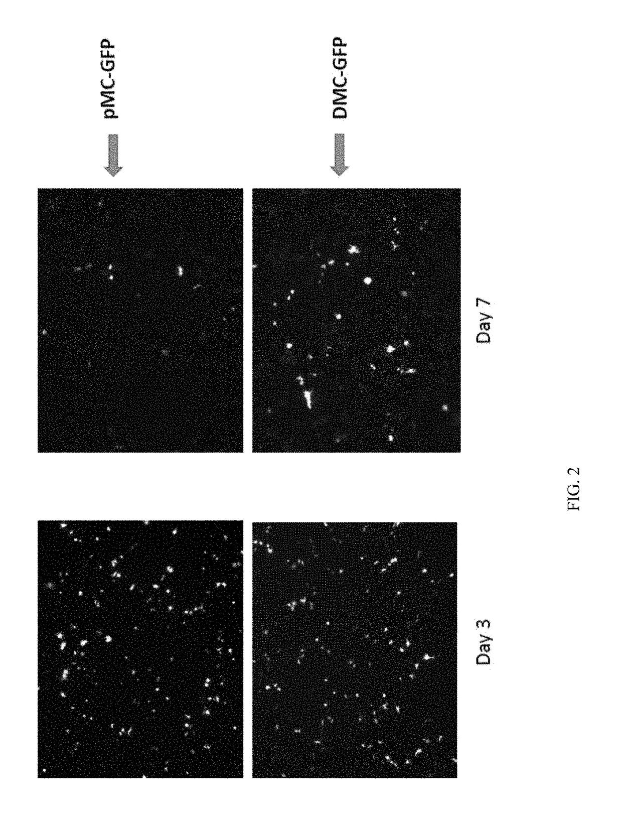 Mini-intronic plasmid DNA vaccines in combination with LAG3 blockade