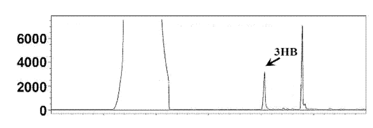 Method for preparing polyhydroxybutyrate (PHB)