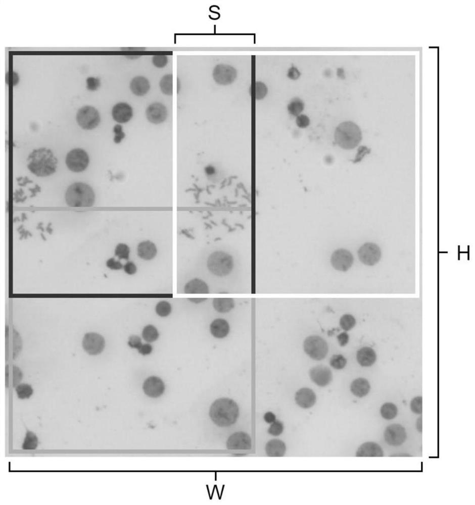 Metaphase split-phase chromosome region searching method and device