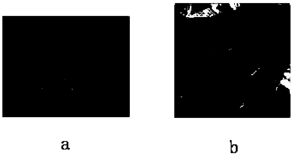 Positive electrode slurry, preparation method thereof, positive electrode sheet and lithium ion battery