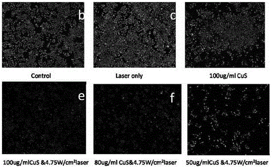 Ultra-small metal chalcogenide compound nano crystal and biological synthesis method and application thereof