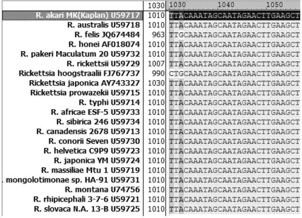 Primer, probe and kit for detecting and typing rickettsia by virtue of real-time FRET-PCR (Fluorescent Resonance Energy Transfer-Polymerase Chain Reaction) and nested PCR