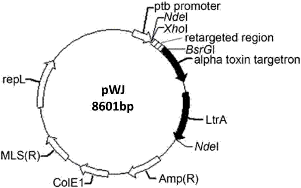 Clostridium beijerinckii producing electricity, construction method, and application thereof