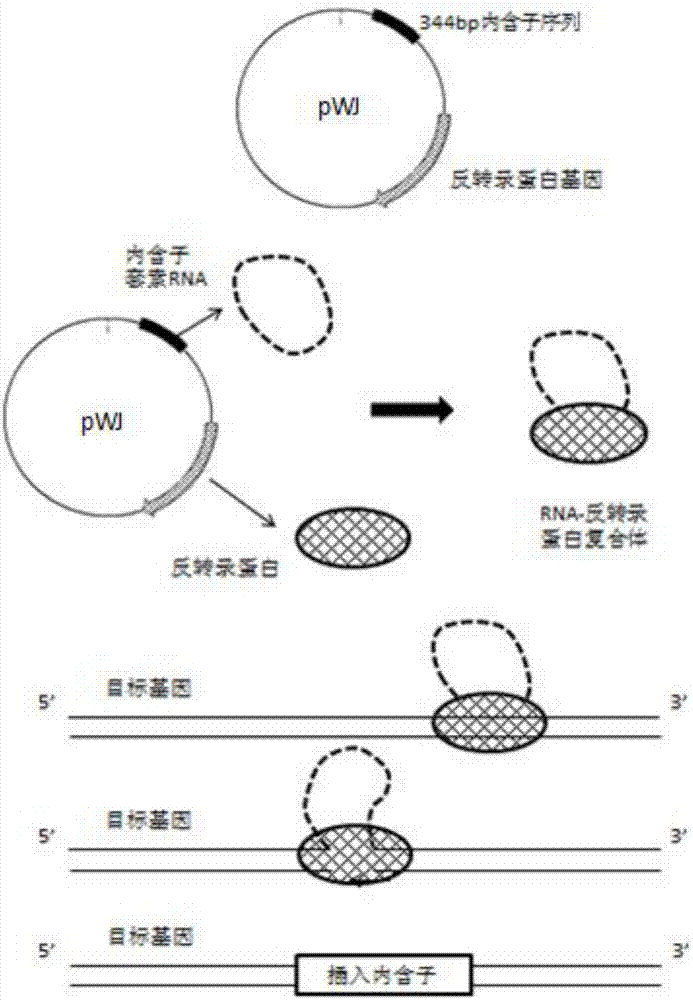 Clostridium beijerinckii producing electricity, construction method, and application thereof