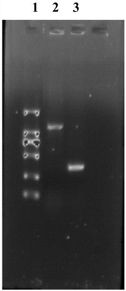 Clostridium beijerinckii producing electricity, construction method, and application thereof