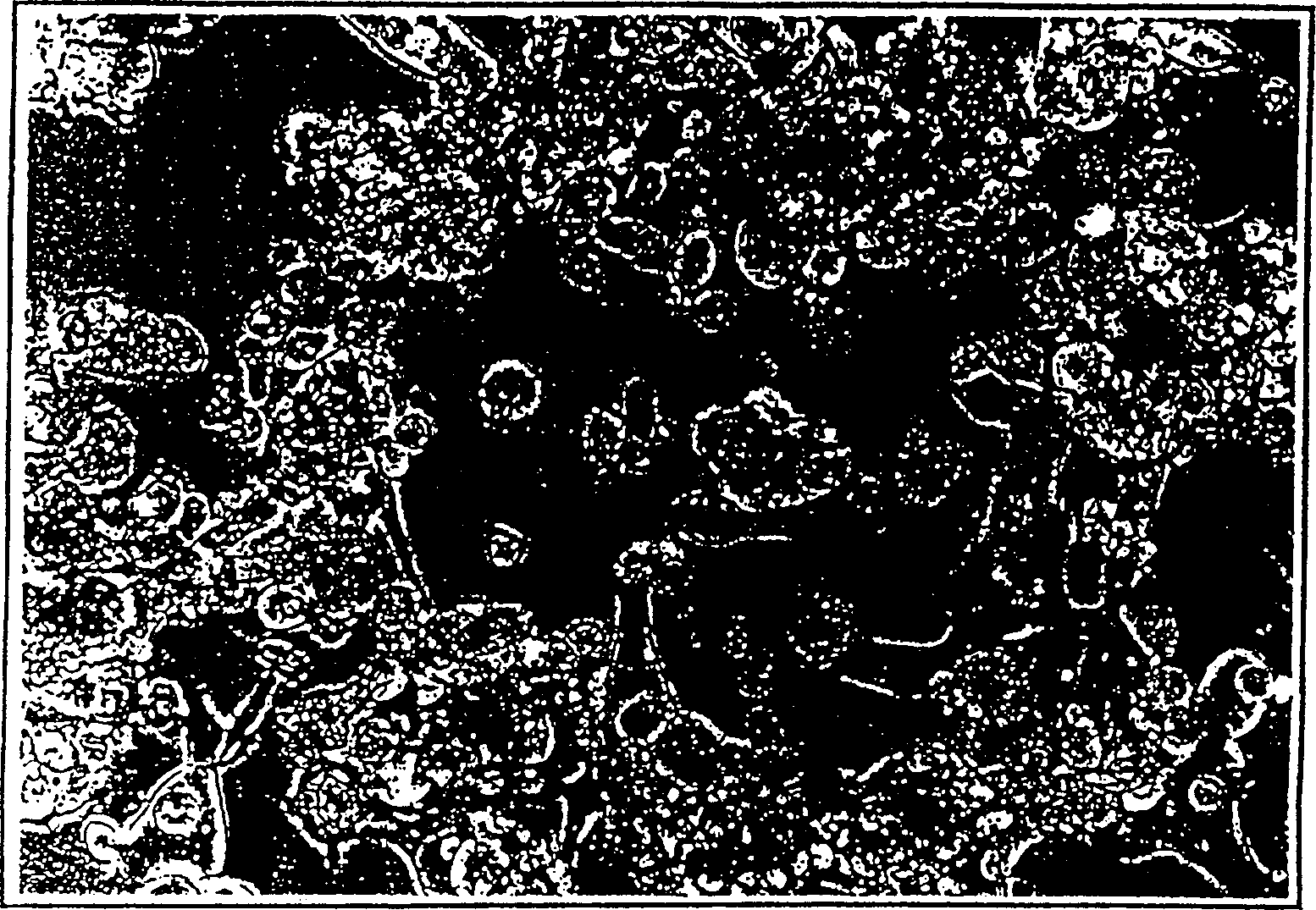 Infection of eukaryotic cells with viruses in vitro