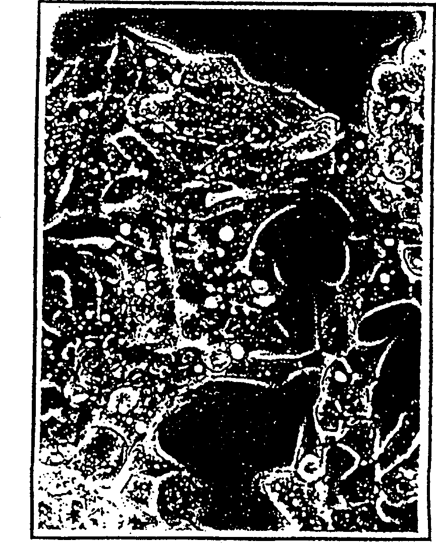 Infection of eukaryotic cells with viruses in vitro