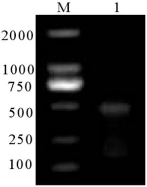 Tick-derived gene engineering vaccine