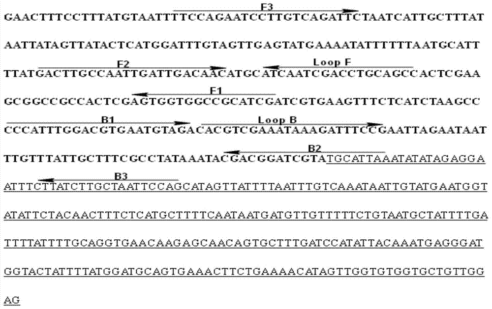 Primers for detection of transgenic alfalfa j101 strain-specific loop-mediated isothermal amplification, detection method and application