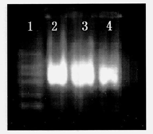 The method of using RNAi to effectively control agricultural pest mites