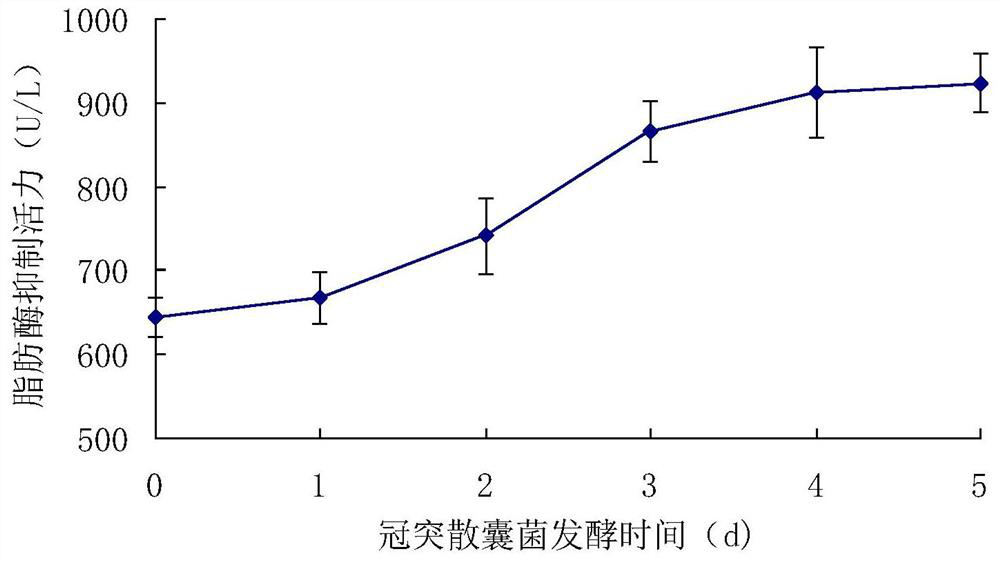 Preparation method of theanine-rich lipid-lowering and blood pressure-lowering white leaf dark tea