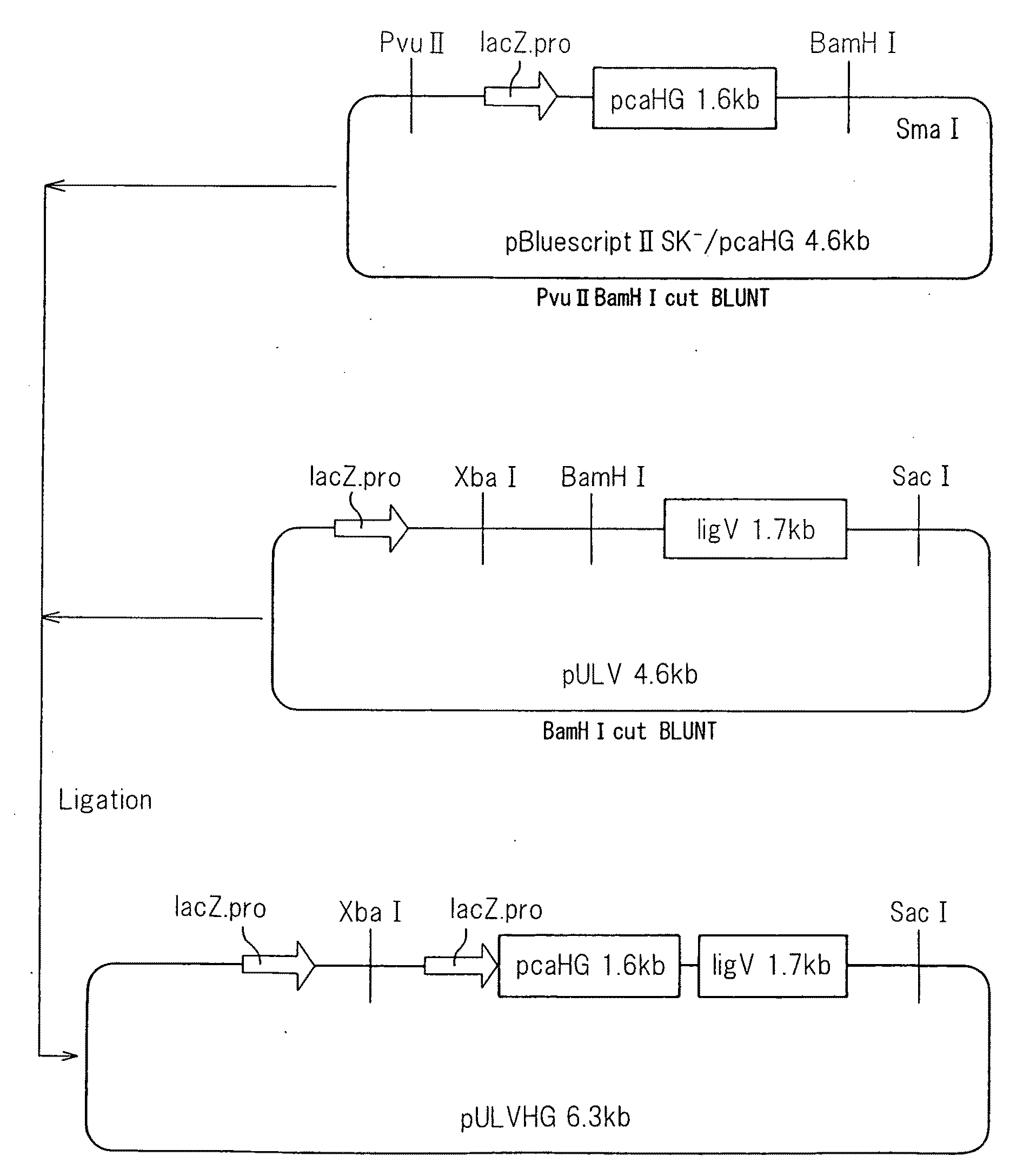 Plasmid, transformants and process for production of 3- carboxymuconolactone